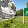 Vicious dog attack in Derby park leaves swan with brutal injuries as sanctuary calls for change