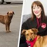'I adopted a lonely dog found roaming 1