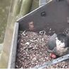 First Derby Cathedral peregrine egg has been laid - a week earlier than usual