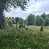 Grandma injures herself in fall at &apos;disgustingly overgrown&apos; Derby cemetery