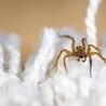 UK homes urged to keep windows closed for next four weeks - expert advice to keep spiders away