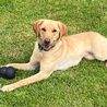 Newly-trained dog joins Derbyshire police to hunt down sex offenders