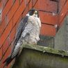 Police investigation into why peregrine falcon eggs have failed to hatch in Derbyshire town