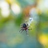 90p tip 'keeps spiders out of your home for good'