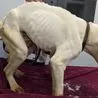 Derbyshire man avoids jail after dog found in terrible condition