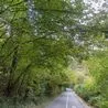 Daytime road closures on major Derbyshire route to fell dozens of diseased trees