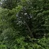 Group in race to raise money to buy wildlife woodland near Allestree Park and Quarndon