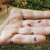 Easy way to get rid of ants using three kitchen ingredients and no chemicals