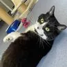 10 precious cats in Derbyshire in need of a forever home