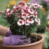 &apos;Genius&apos; gardening hacks that could make your garden beautiful in minutes