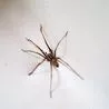 Brits can stop giant spider invasion this mating season by putting 3 scents around the home