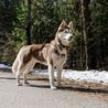 Dog trainer names 3 dog breeds that are the 'most challenging' to train