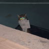 'My cat steals from the neighbours but one thing he brought home could have changed my life'