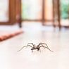 3 effective ways to stop spiders in your home this mating season