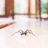 Health coach shares simple two-item hack to stop spiders coming into your home