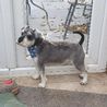 Woman arrested after dog killed and owner injured in suspected XL Bully attack in South Normanton