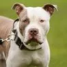 The number of XL Bullies seized and 'destroyed' in Derbyshire