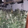 Police find seventh cannabis grow in Ilkeston in just a few weeks