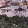 More than 135 cannabis plants found at Chaddesden house after tip-off by the public