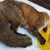 RSPCA investigating after fox found with gunshot wounds near Matlock
