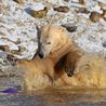 Peak District animals love playing in the snowy weather at the Peak Wildlife Park