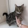 Derbyshire man who broke kitten&apos;s leg banned from keeping animals for 10 years