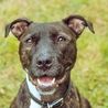 Poor Staffie spent one year alone because 'no one takes the time to get to know her'