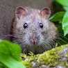 Rats could be put off nesting in your garden by these five plants
