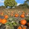 Best pumpkin patches to visit around Derbyshire ahead of Halloween
