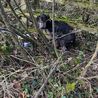 Puppy dumped in Derbyshire bushes as RSPCA figures show rise in cruelty