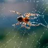 Brits warned 'five things' attracting spiders into their homes this mating season