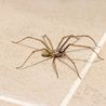 These two cleaning rules will help keep spiders out of the home this mating season