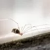 Deter daddy long legs from your home with this spray this spider season