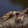 Giant spiders that can grow as large as rats and run across water make UK comeback