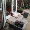 Derby dog saved from breeder defying the odds after being given grim prognosis