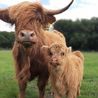 Solar panels at Bluebell Dairy approved to help survival of business