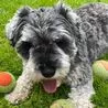 Elderly woman injured and mini Schnauzer killed as suspected XL Bully dogs run riot in South Normanton street