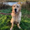 Meet the Golden Retriever crowned the cutest dog in Derbyshire