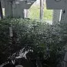 More than 150 cannabis plants found growing in Littleover home