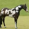 Optical illusion tests if you can spot second horse in 10 seconds