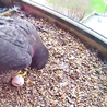 Derby Cathedral&apos;s peregrine falcon female lays her first egg of 2024