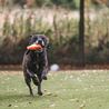 Derby dog walking field plans stone's throw away from Markeaton Park