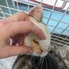Derbyshire man handed 10-year animal bad after neglecting jaundiced cat