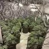 Police uncover cannabis operation in South Normanton property