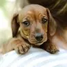 Derbyshire woman fined for unlicensed dog breeding as pups found with improper hygiene