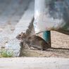 Derbyshire council set to scrap pest control service