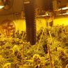 Derbyshire Police thank public after over £5 million in cannabis seized from Heanor in recent months