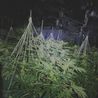 £5 million worth of cannabis destroyed as sixth farm found in as many weeks in Derbyshire town