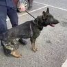 Police slam &apos;irresponsible&apos; dog owner after poor pooch left in baking hot car