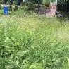 Council received hundreds of complaints about state of grass in Derby